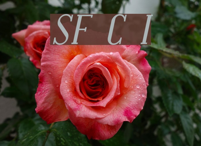 SF Covington Italic Font examples