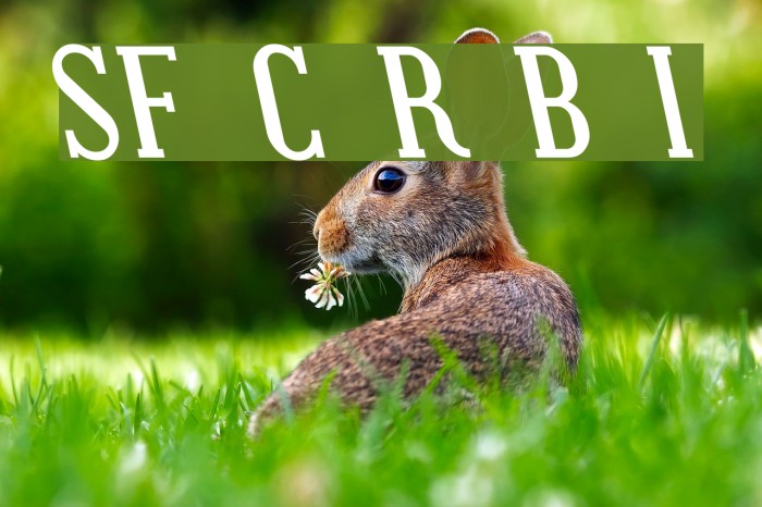 SF Covington Rev Bold Italic Example 1