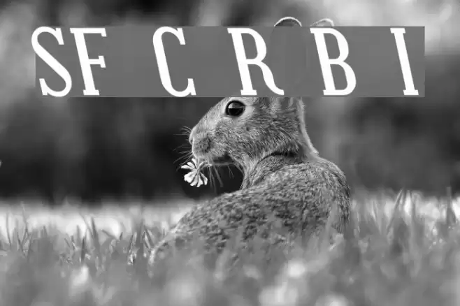 SF Covington Rev Bold Italic Font examples