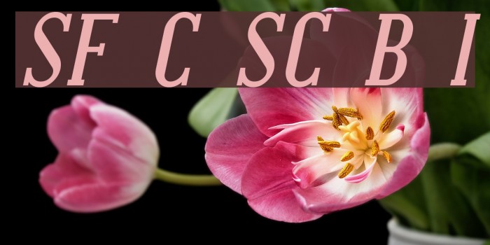 SF Covington SC Bold Italic Font examples