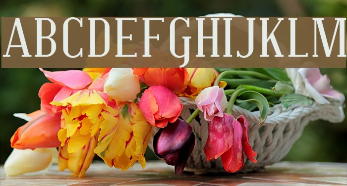 SF Covington Font examples
