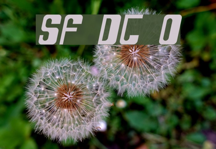 SF DecoTechno Oblique フォント examples