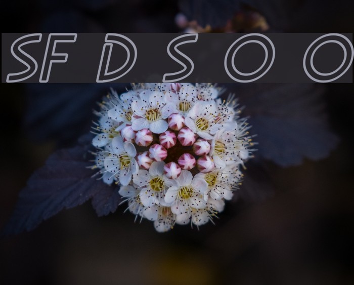 SF Diego Sans Outline Oblique Font examples