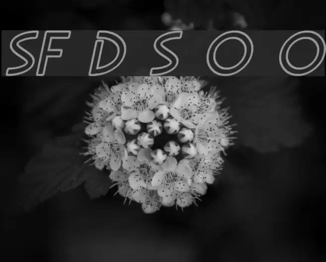 SF Diego Sans Outline Oblique Polices examples
