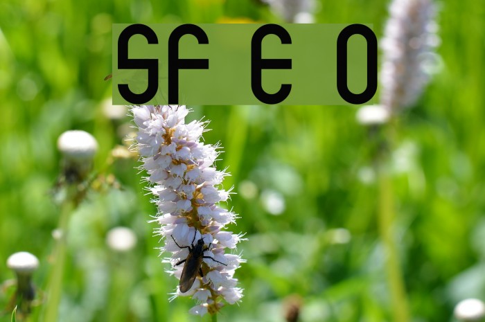 SF Eccentric Opus Шрифта examples
