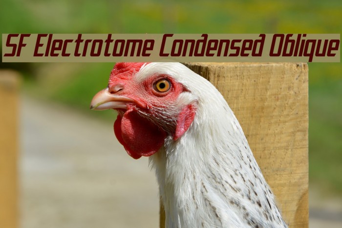 SF Electrotome Condensed Oblique Font examples