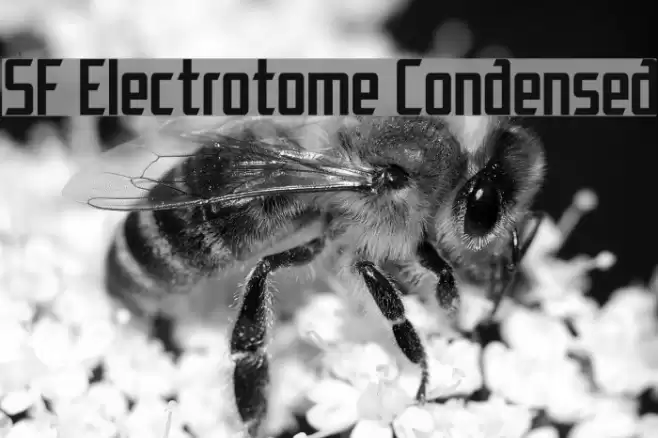 SF Electrotome Condensed Caratteri examples