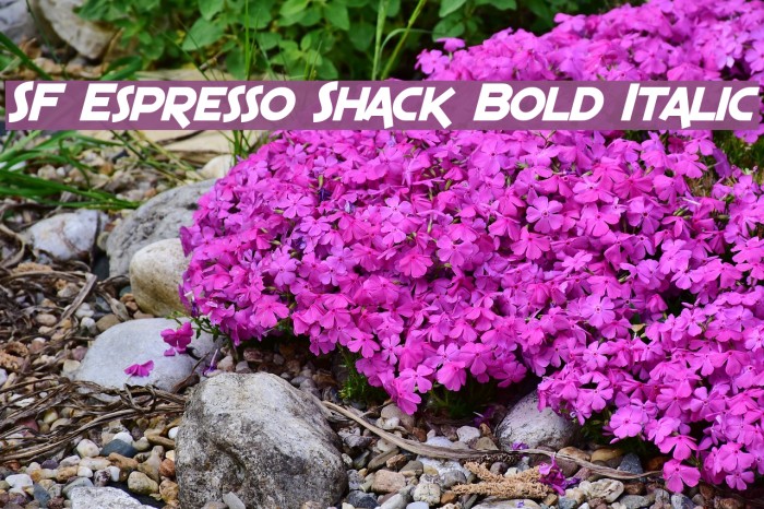 SF Espresso Shack Bold Italic Font examples