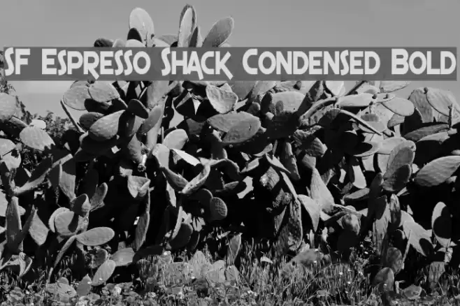 SF Espresso Shack Condensed Bold Fuentes examples