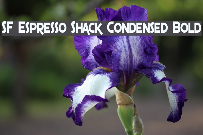 SF Espresso Shack Condensed Bold Font examples