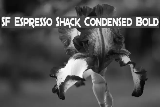 SF Espresso Shack Condensed Bold Fuentes examples