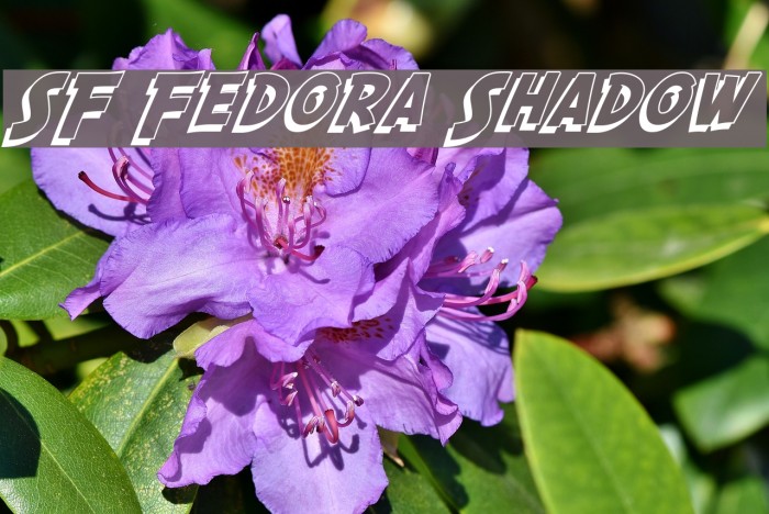 SF Fedora Shadow Font examples