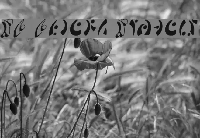 SF Fedora Symbols Schriftart examples