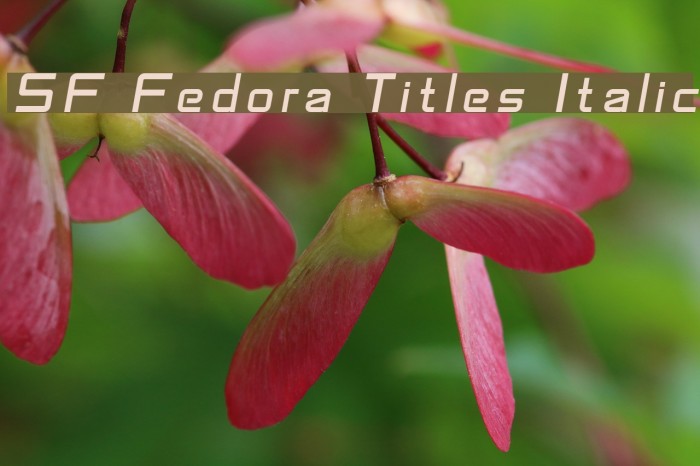 SF Fedora Titles Italic Font examples