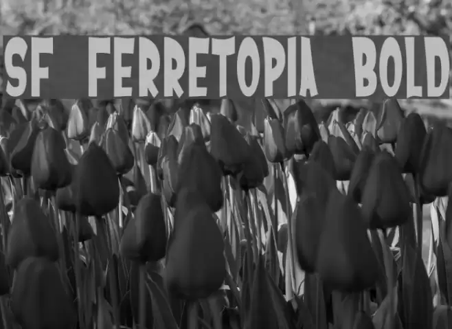 SF Ferretopia Bold Fonte examples