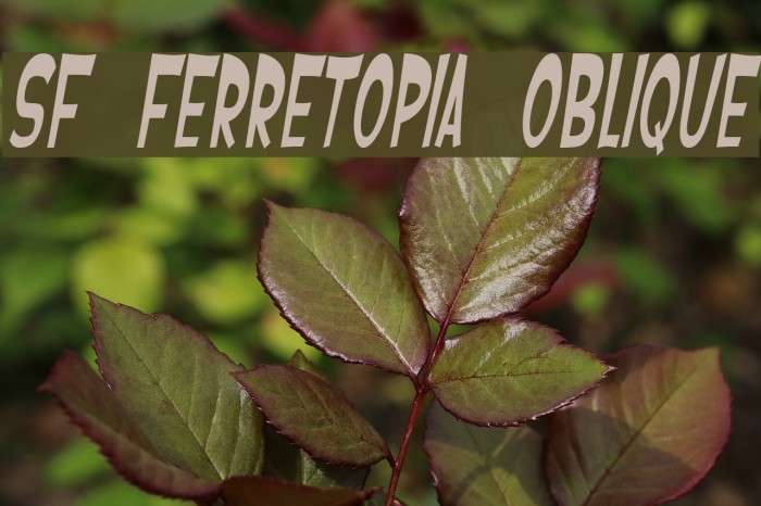 SF Ferretopia Oblique Font examples