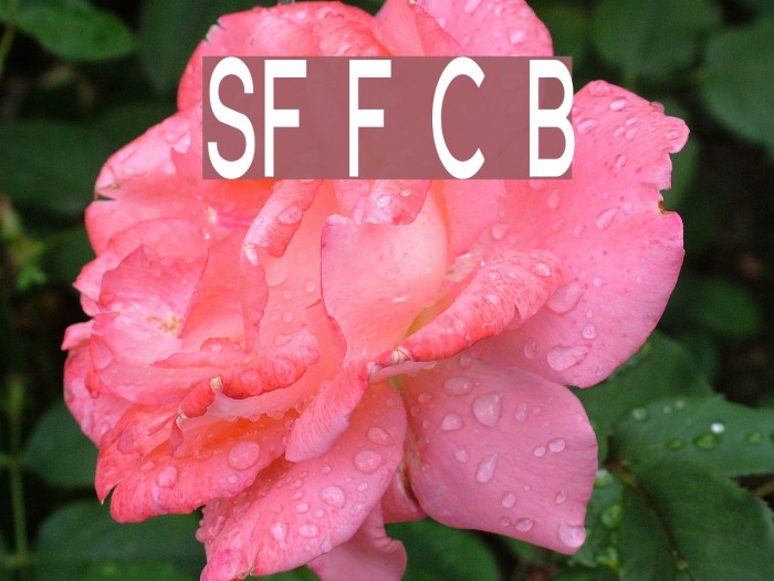 SF Florencesans Comp Bold Font examples
