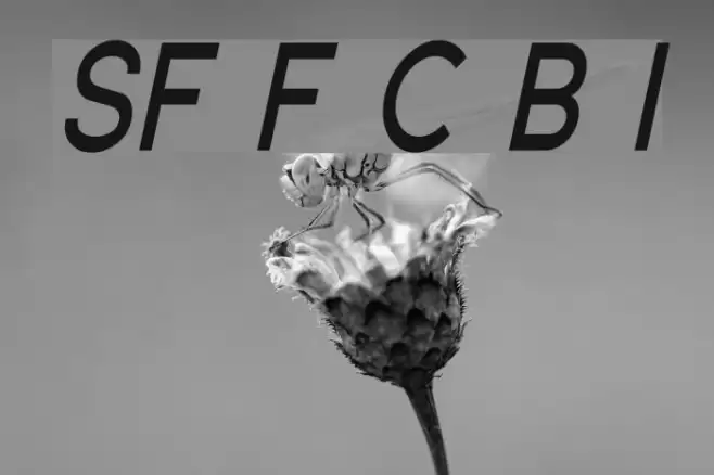 SF Florencesans Cond Bold Italic Font examples