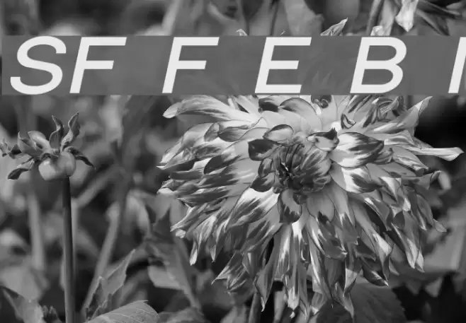 SF Florencesans Exp Bold Italic Font examples