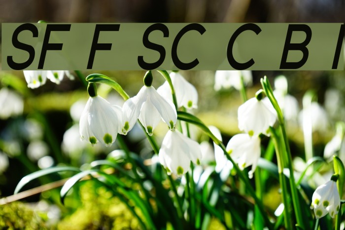 SF Florencesans SC Cond Bold Italic Font examples