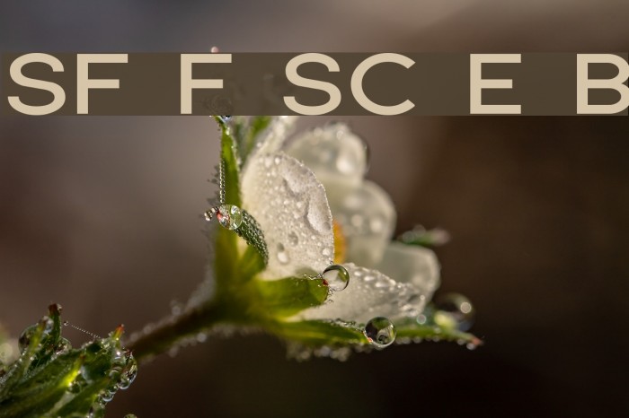 SF Florencesans SC Exp Bold Font examples