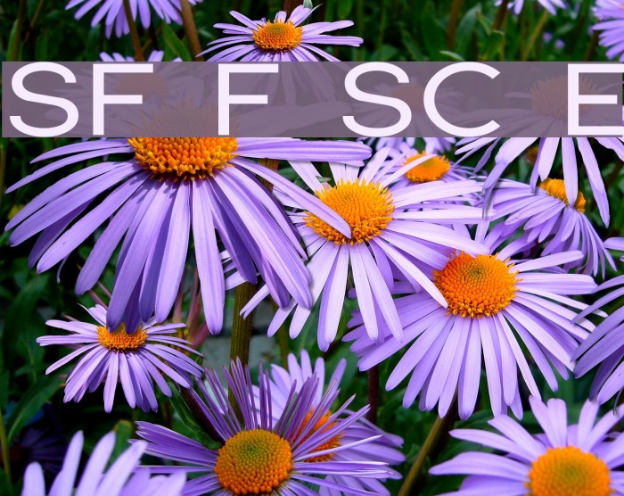 SF Florencesans SC Exp Font examples
