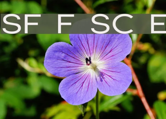 SF Florencesans SC Exp Example 3