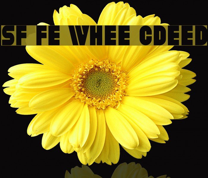SF Fortune Wheel Condensed Font examples