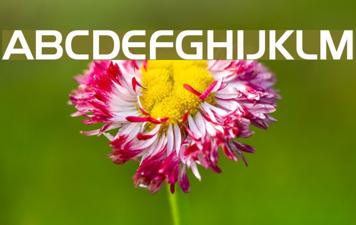 SF Fourche Font examples
