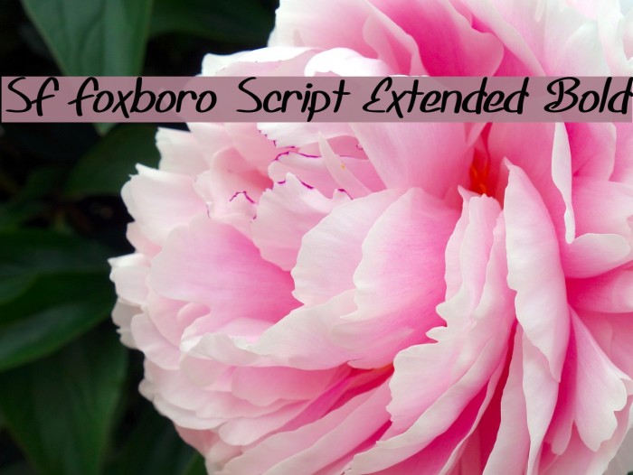 SF Foxboro Script Extended Bold Schriftart examples