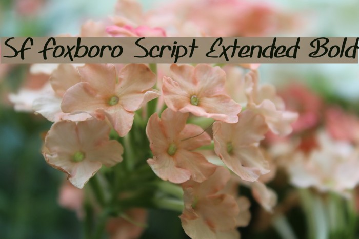 SF Foxboro Script Extended Bold Schriftart examples