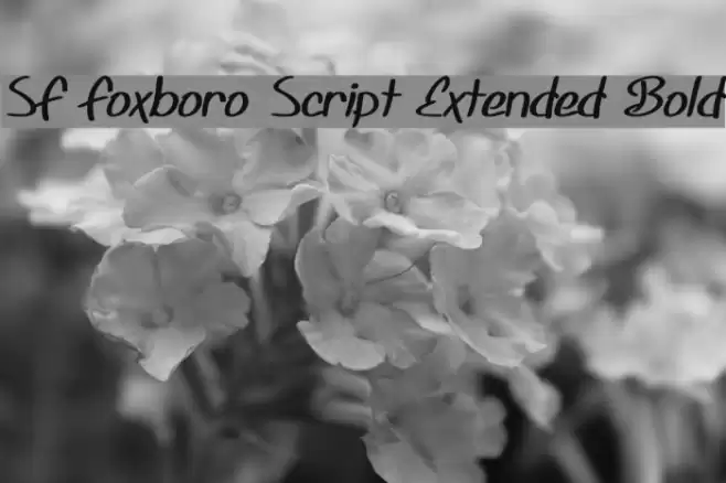 SF Foxboro Script Extended Bold Schriftart examples