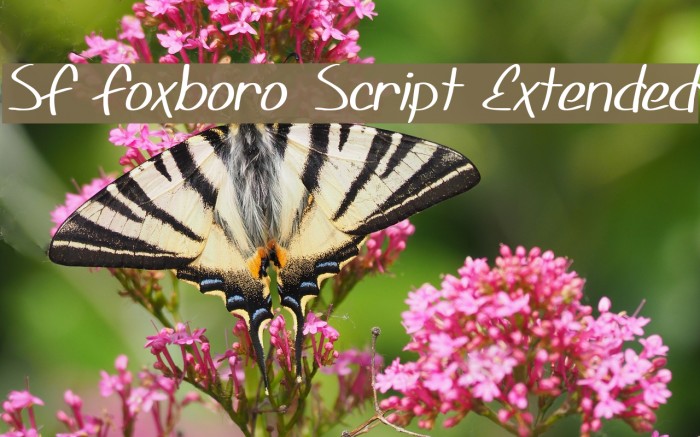 SF Foxboro Script Extended Font examples
