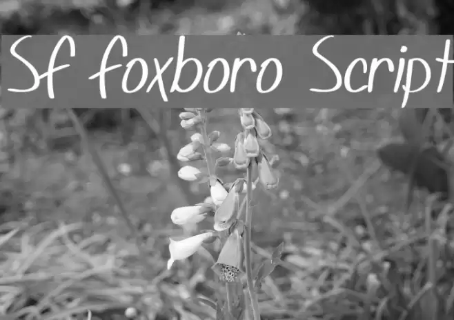 SF Foxboro Script Font examples