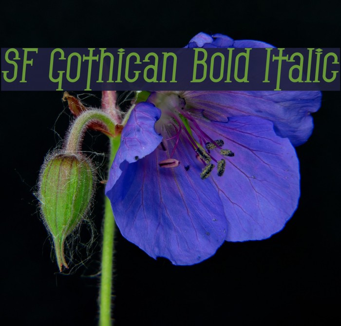 SF Gothican Bold Italic Font examples