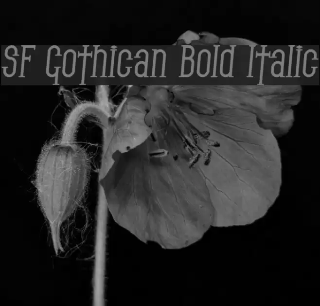 SF Gothican Bold Italic Polices examples