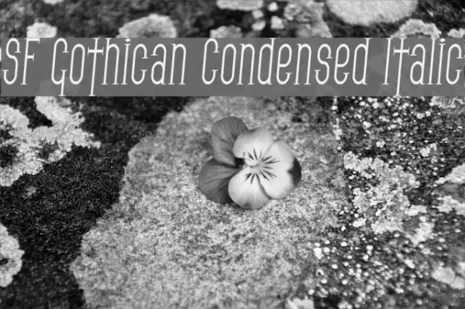 SF Gothican Condensed Italic フォント examples