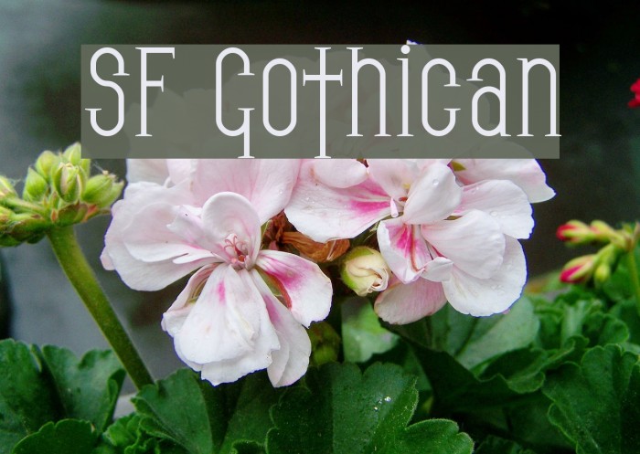 SF Gothican Font examples