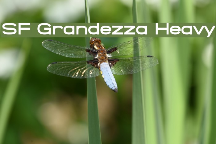 SF Grandezza Heavy Font examples