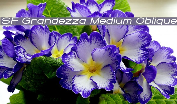 SF Grandezza Medium Oblique Font examples