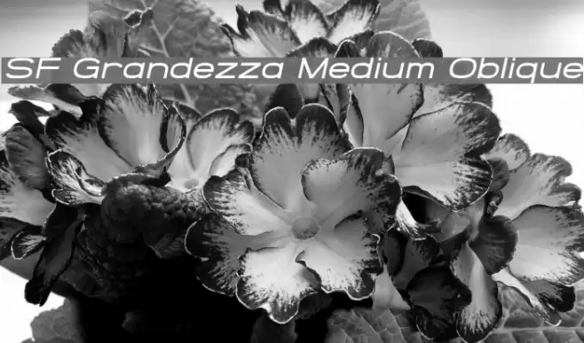 SF Grandezza Medium Oblique フォント examples