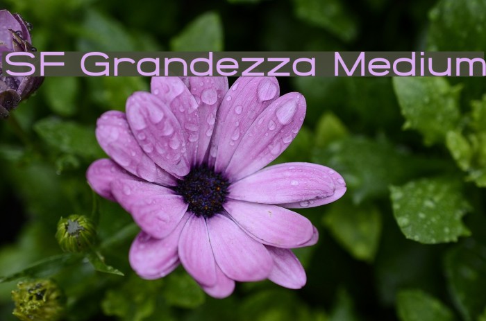 SF Grandezza Medium Font examples