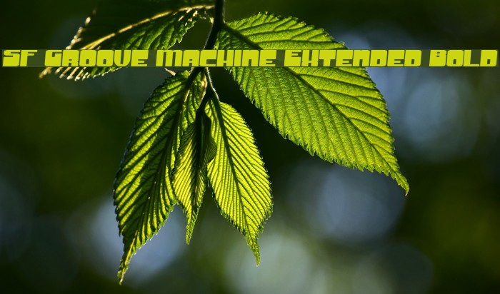 SF Groove Machine Extended Bold Caratteri examples