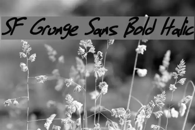 SF Grunge Sans Bold Italic Font examples