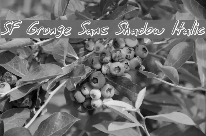 SF Grunge Sans Shadow Italic フォント examples