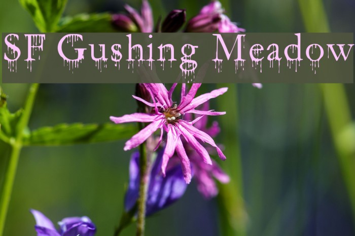 SF Gushing Meadow Font examples