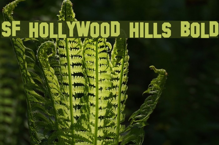 SF Hollywood Hills Bold Font examples