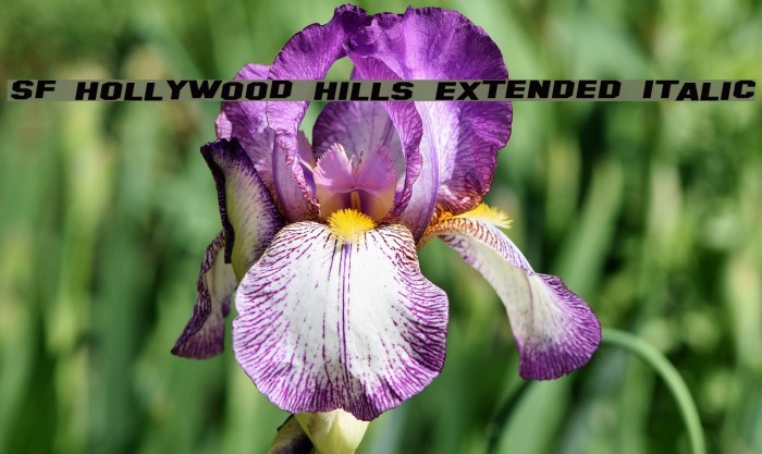 SF Hollywood Hills Extended Italic Font examples