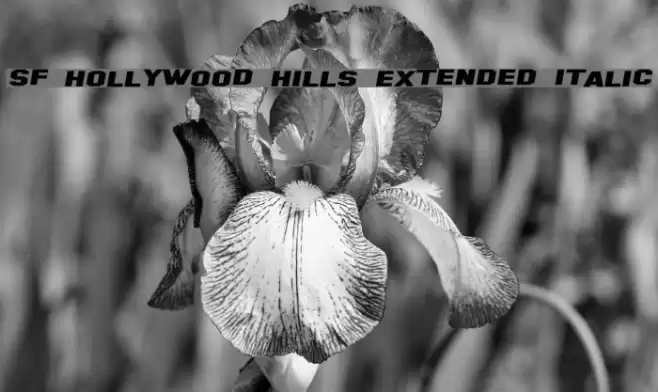 SF Hollywood Hills Extended Italic Font examples