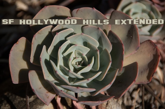 SF Hollywood Hills Extended Font examples